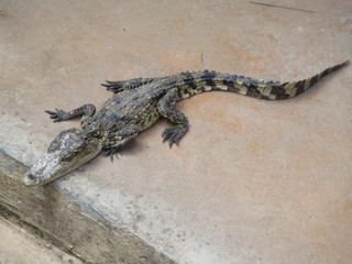 closeup of a crocodile