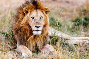 Obraz premium Male lion in Africa
