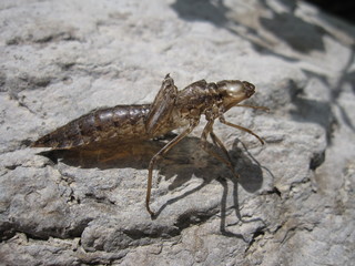 macro/closeup of a moult of a nymph of a dragonfly
