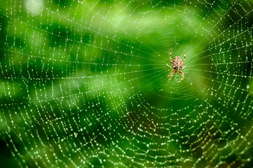 Wet spider waiting for the victim