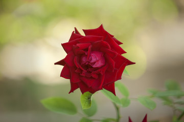 Red rose