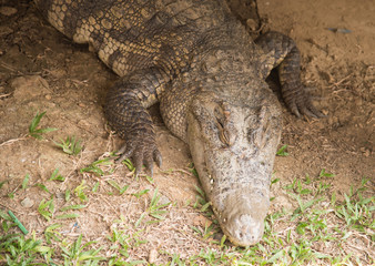 a crocodile on the grass ,Fresh water crocodile
