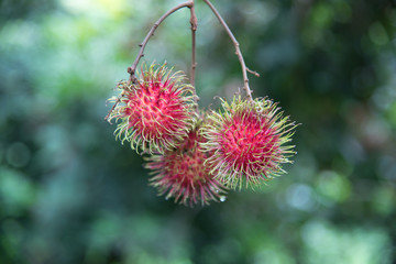 Fresh rambutan  fruit on the tree in the garden , kamphaengphet , thailand