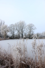 Frosted reed grass