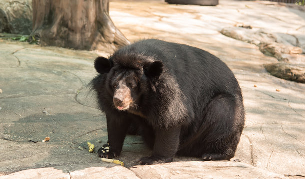 Image of a black bear