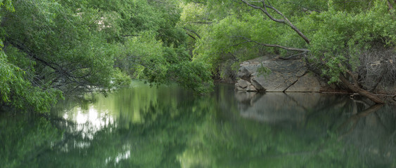 Panorama of willow trees and boulder reflected in still water