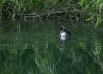 Long eared grebe swimming in calm water with willows on the bank reflecting in the water