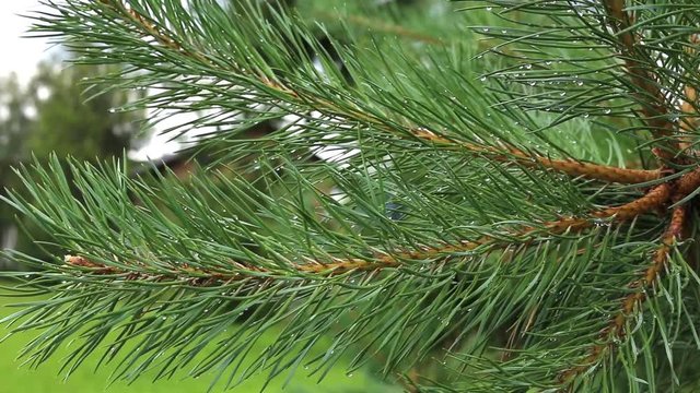 Pine needles with raindrops
