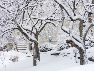 Winter trees in snow