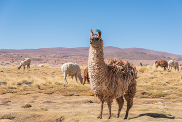 Llama