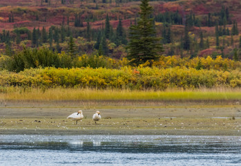 Fall Colors along the Denali Highway Alaska
