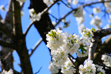 Cherry blossom at Jerte Valley, Cerezos en flor Valle del Jerte. Cherry blossom flowers are in bloom.
