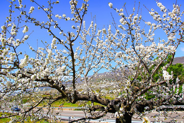 Cherry blossom at Jerte Valley, Cerezos en flor Valle del Jerte. Cherry blossom flowers are in bloom.