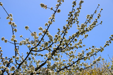 Cherry blossom at Jerte Valley, Cerezos en flor Valle del Jerte. Cherry blossom flowers are in bloom.