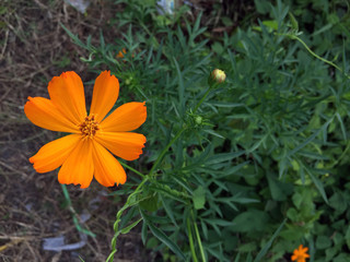 orange cosmos flower on the tree. The flowers are produced in a capitulum with a ring of broad ray florets and a center of disc florets.