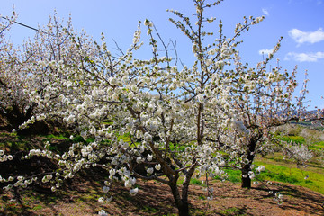 Cherry blossom at Jerte Valley, Cerezos en flor Valle del Jerte. Cherry blossom flowers are in bloom.