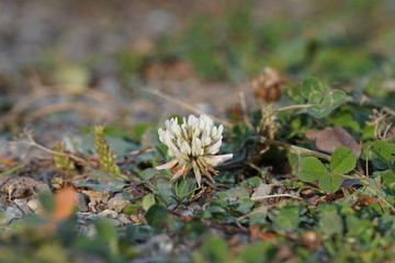 Wei&szlig;klee-Bl&uuml;te