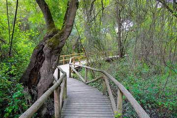 Fototapeta premium Wooden pathway in beautiful landscape in Donana Natural Park and nature reserve. Palace of Acebron in Huelva, Andalusia Spain