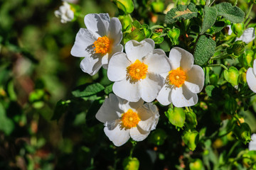 White rockrose flower in Mediterranean spring, Cistus salviifolius, common names sage-leaved rock-rose, salvia cistus or Gallipoli rose, perennial ligneous plant of the family Cistaceae.