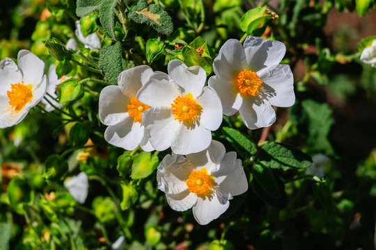 White rockrose flower in Mediterranean spring, Cistus salviifolius, common names sage-leaved rock-rose, salvia cistus or Gallipoli rose, perennial ligneous plant of the family Cistaceae.