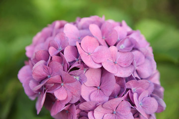 Hydrangea purple flowers close-up