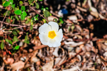 White rockrose flower in Mediterranean spring, Cistus salviifolius, common names sage-leaved rock-rose, salvia cistus or Gallipoli rose, perennial ligneous plant of the family Cistaceae.