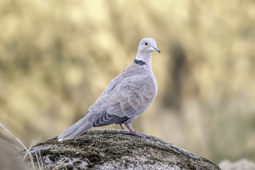 Streptopelia decaocto