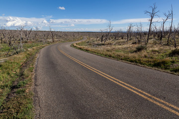 Road Through Burned Down Forest