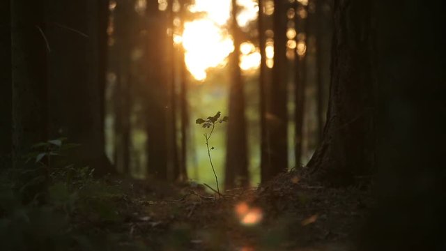 mysterious forest in the sunset with insects swarming in the grass