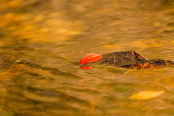 folha caida na agua