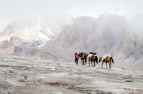 Georgien, Mzcheta-Mtianeti, Stepanzminda, Kazbegtour, auf dem Weg zur Meteostation von 1934, Packpferde auf dem Gletscher