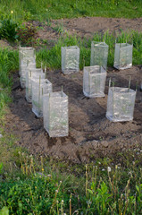 畑のビニールハウス