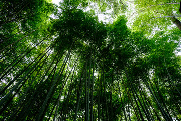 Fototapeta na wymiar Bamboo forest background