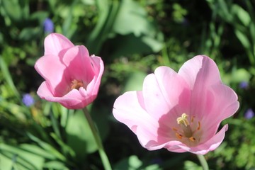 Pink Tulips