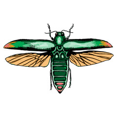 Insect stipple drawing isolated in color for Halloween. Insects and bug beetle in trendy colourful embroidery stippling and hatching, shading style. Vector.