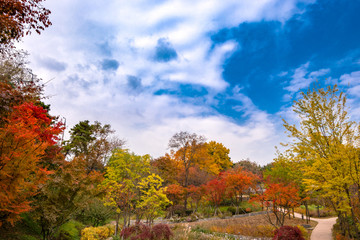 Autumn red maple leaves and blue sky.