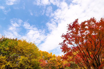 Fototapeta premium Autumn red maple leaves and blue sky.