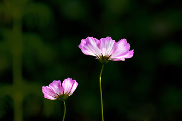 Fototapeta premium Beautifully blooming cosmos flowers in the autumn field.
