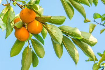 Ripe persimmon and autumn sky.