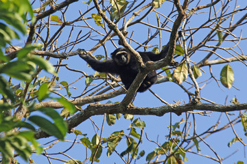  Agile Gibbon or Black-handed Gibbon (Hylobates agilis) hanging on a big tree from Hala-Bala Wildlife Sanctuary in Thailand. The Agile Gibbon is an Old World primate in the Gibbon family. 