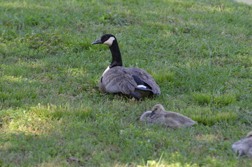 Duck and Family 4