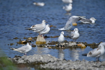 The sea bird