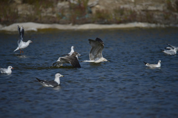 The sea bird
