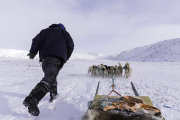 dogsled in Greenland 