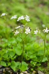 イワイチョウ(Fauria crista-galli)