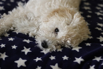 Cachorro durmiendo
