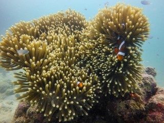 Curious False Clown Fish