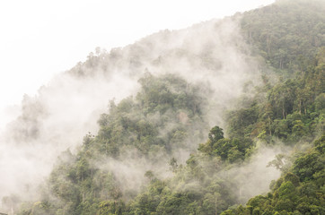 Top view which can see Fog covering the mountain forests