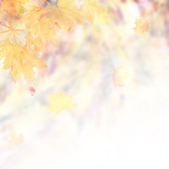 Fototapeta na wymiar Soft autumn nature background