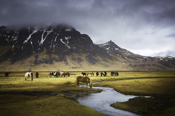 horses of Iceland